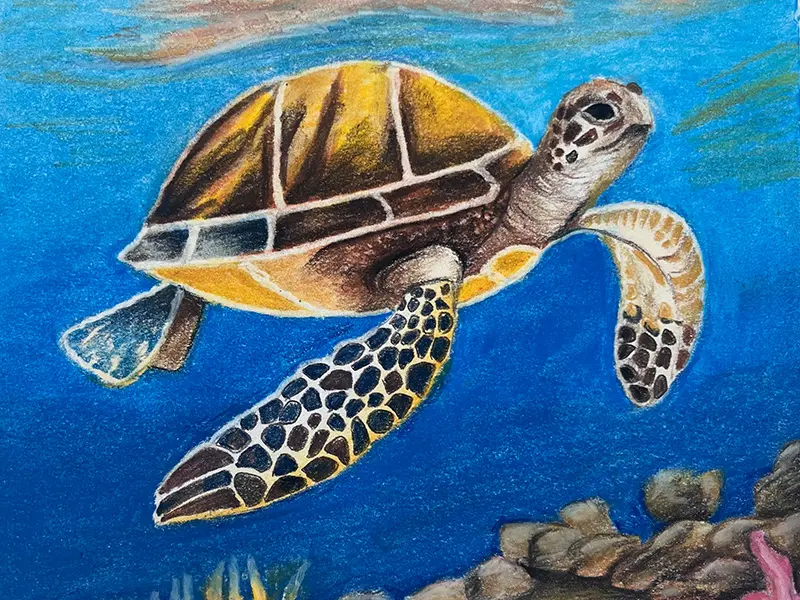 Sea turtle